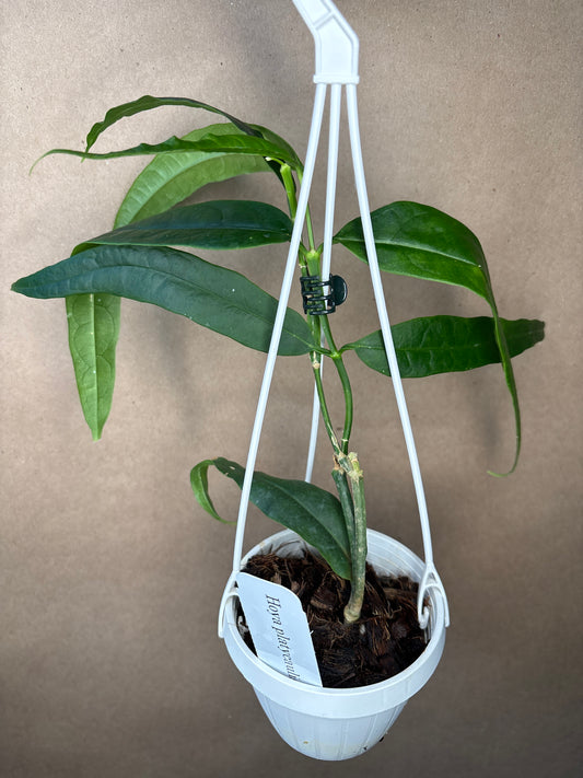 Hoya platycaulis