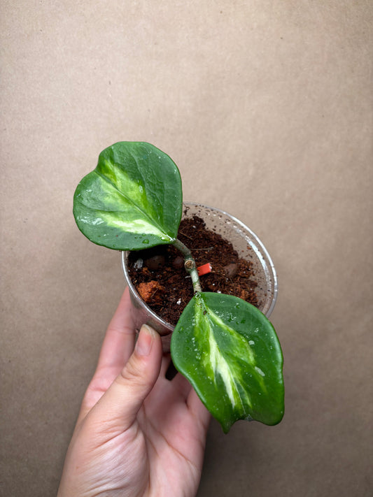 Hoya obovata inner variegated