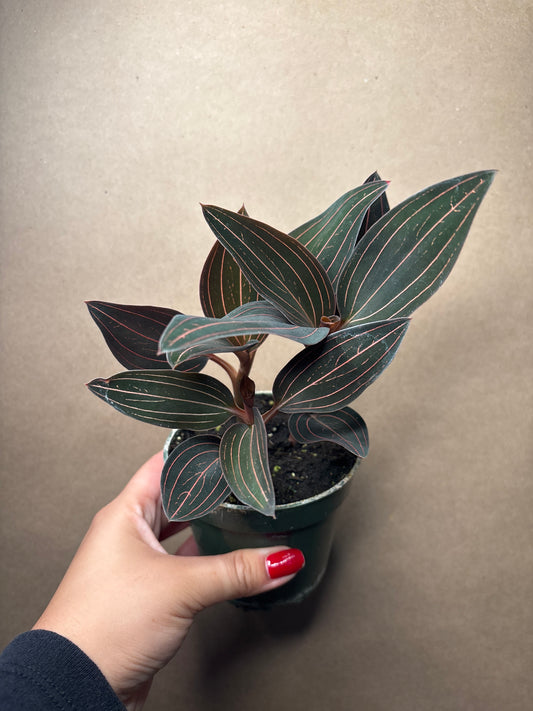 Ludisia discolor Jewel Orchid