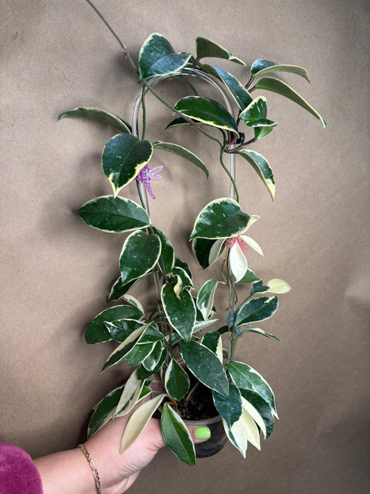 Hoya Krimson Queen