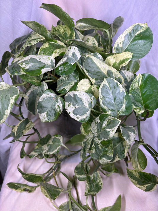 Pothos Pearls n’ Jade
