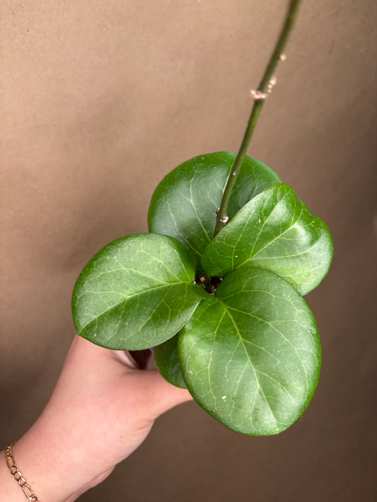 Hoya Rhiannon