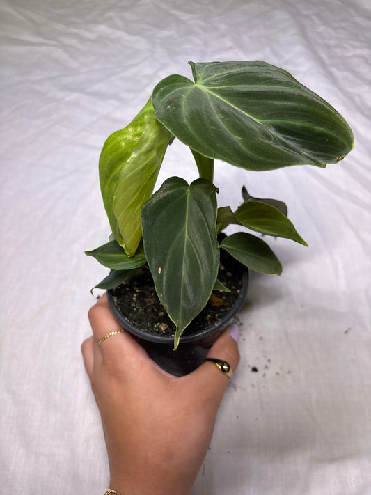 Philodendron 'Splendid’