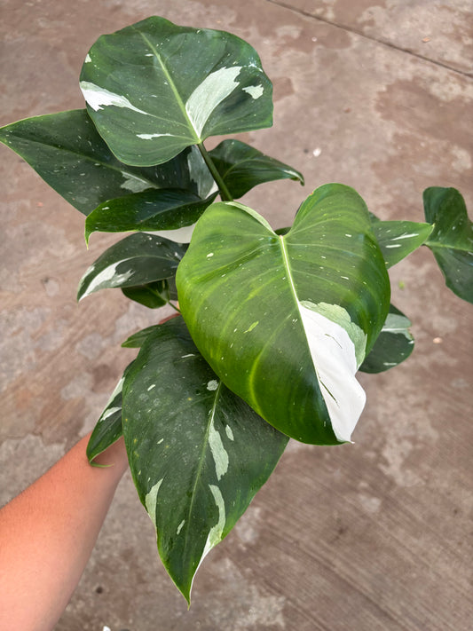 Philodendron White Wizard