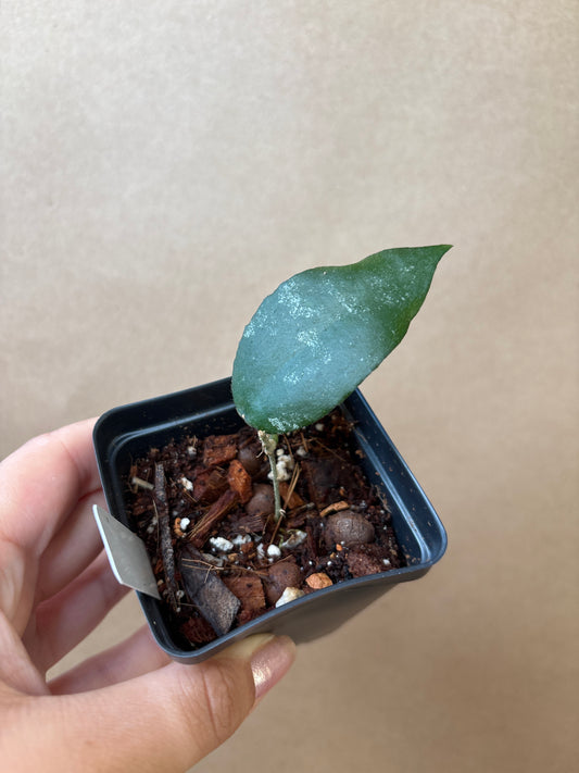 Hoya Caudata Sumantra