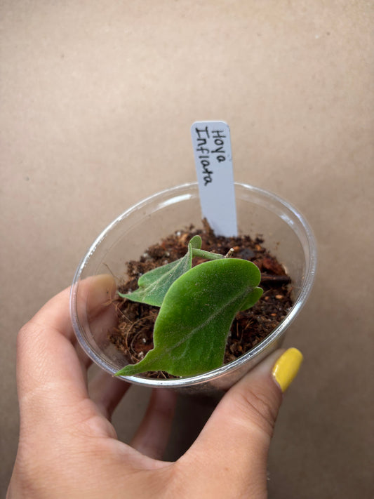 Hoya Inflata