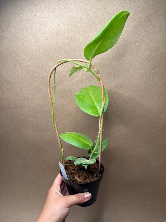 Hoya Calycina ‘Stargazer’ 4” Trellis