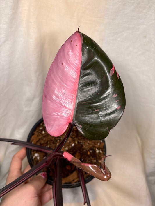 Philodendron Pink Princess 4”