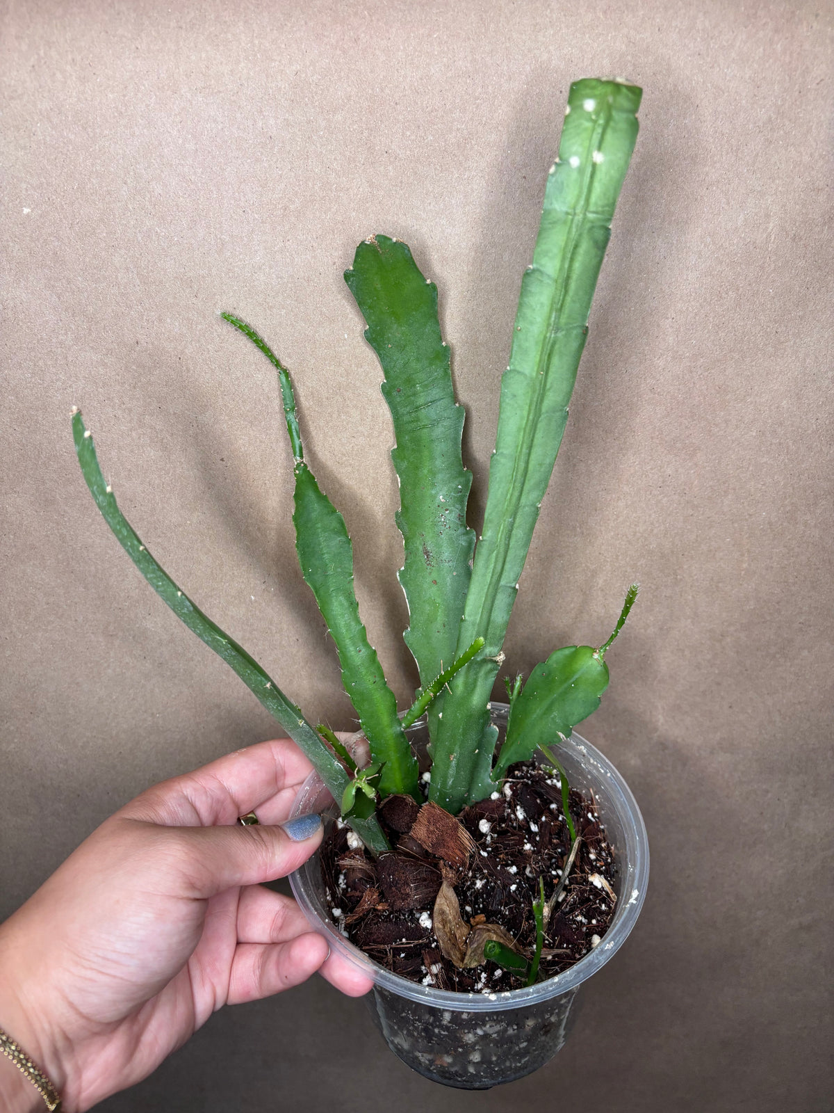 Orchid Cactus Variety Pot