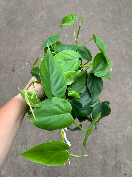 Heart Leaf Philodendron 4”