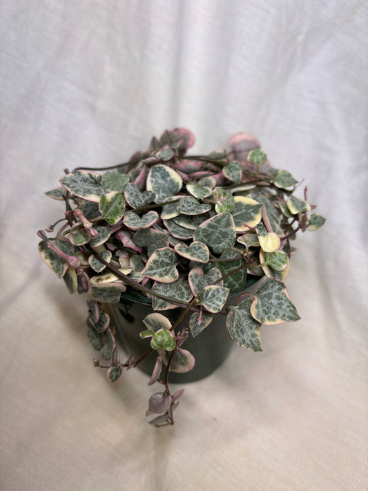 Variegated String of Hearts