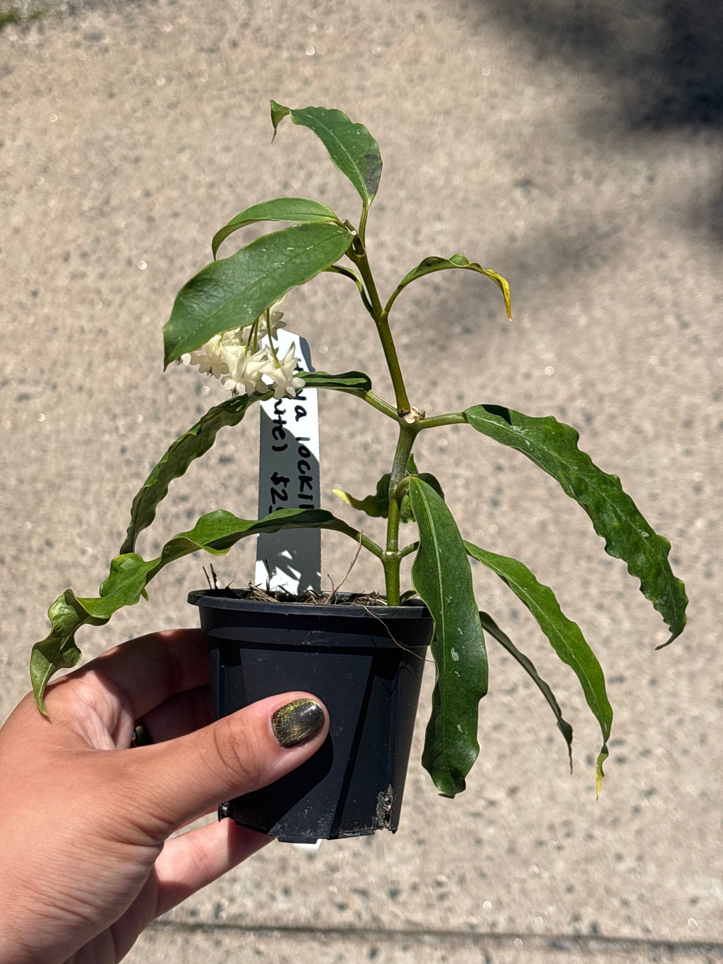 Hoya Lockii (white)