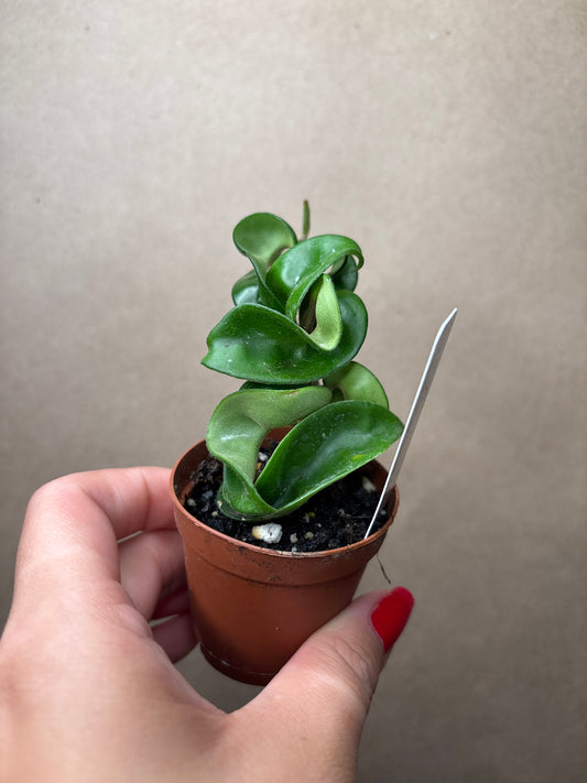 Hoya Compacta