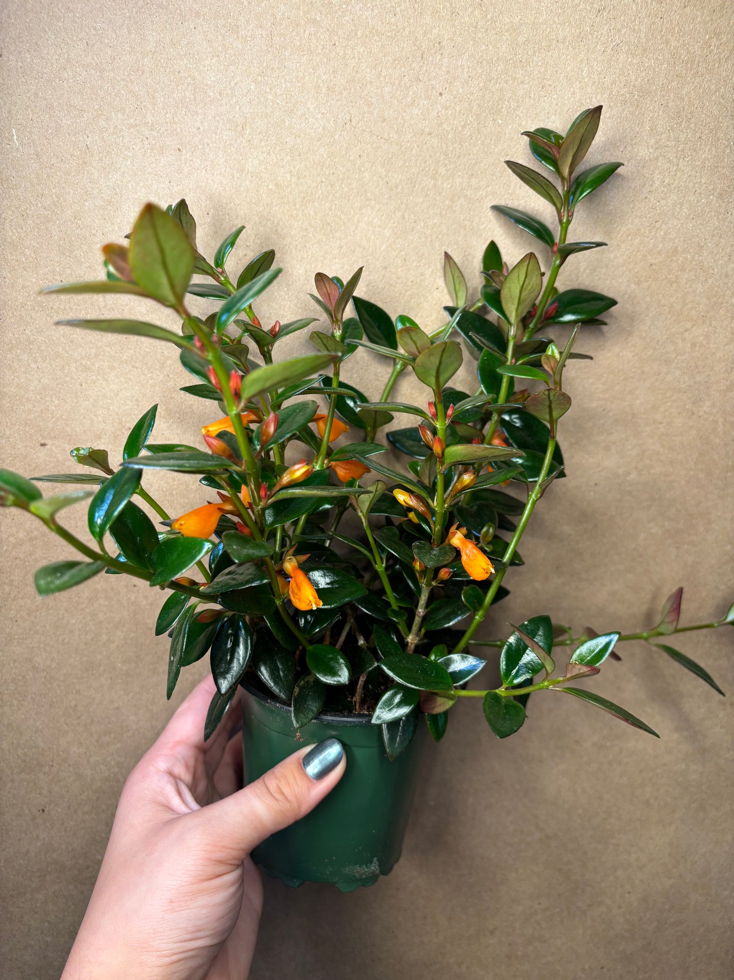 Goldfish Plant