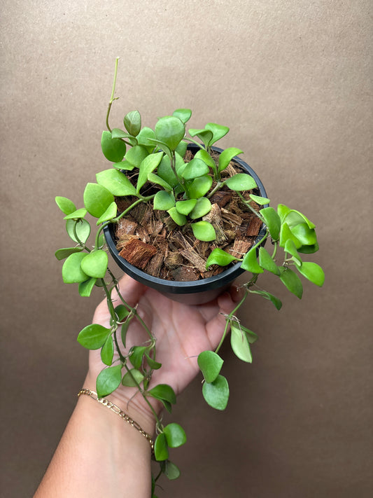 Hoya Carmelae 4” Hanging Basket