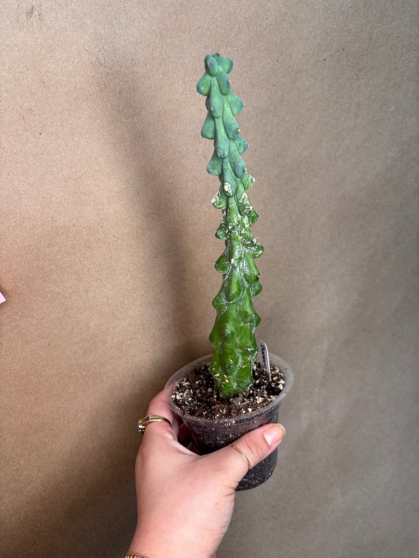 Boobie Cactus