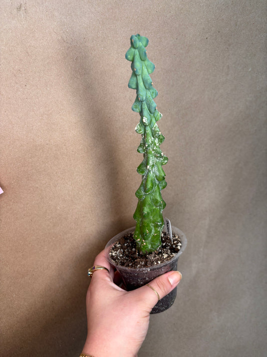 Boobie Cactus