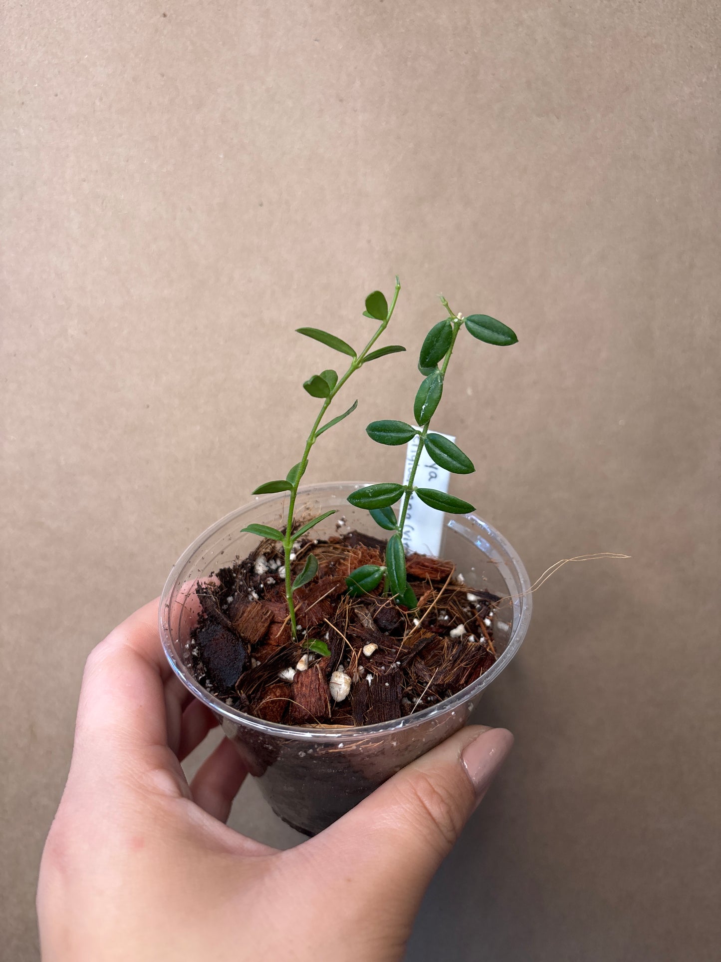 Hoya engleriana (Vietnam)