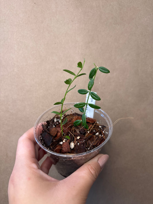 Hoya engleriana (Vietnam)