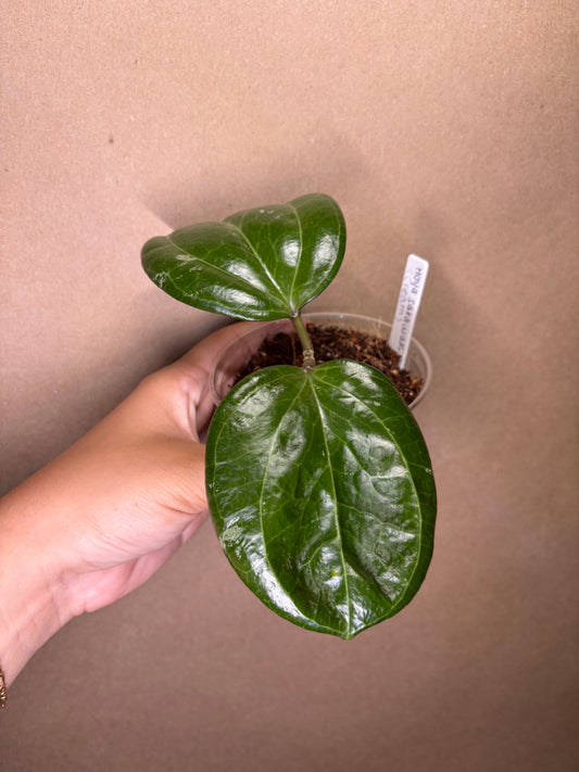 Hoya Sarawak (Cream)