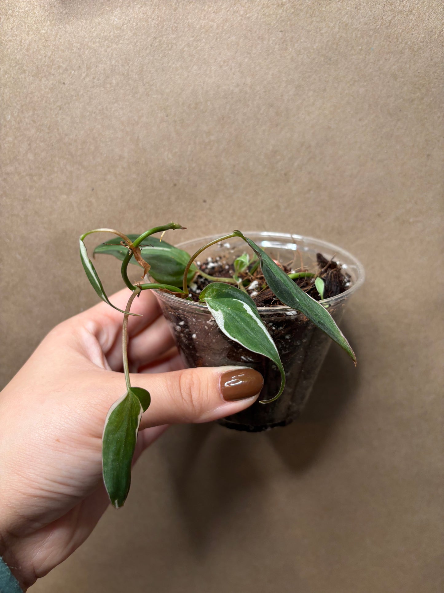 Philodendron Micans Halo