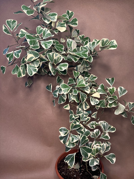Ficus Triangularus