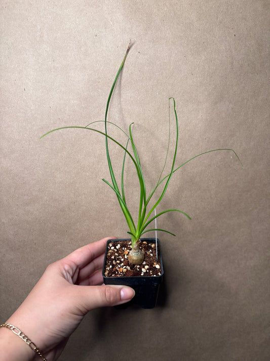 Ponytail Palm starter