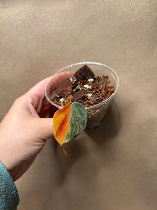 True Pink/Albo Micans