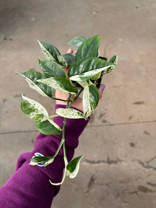 Epipremnum Pinnatum Marble