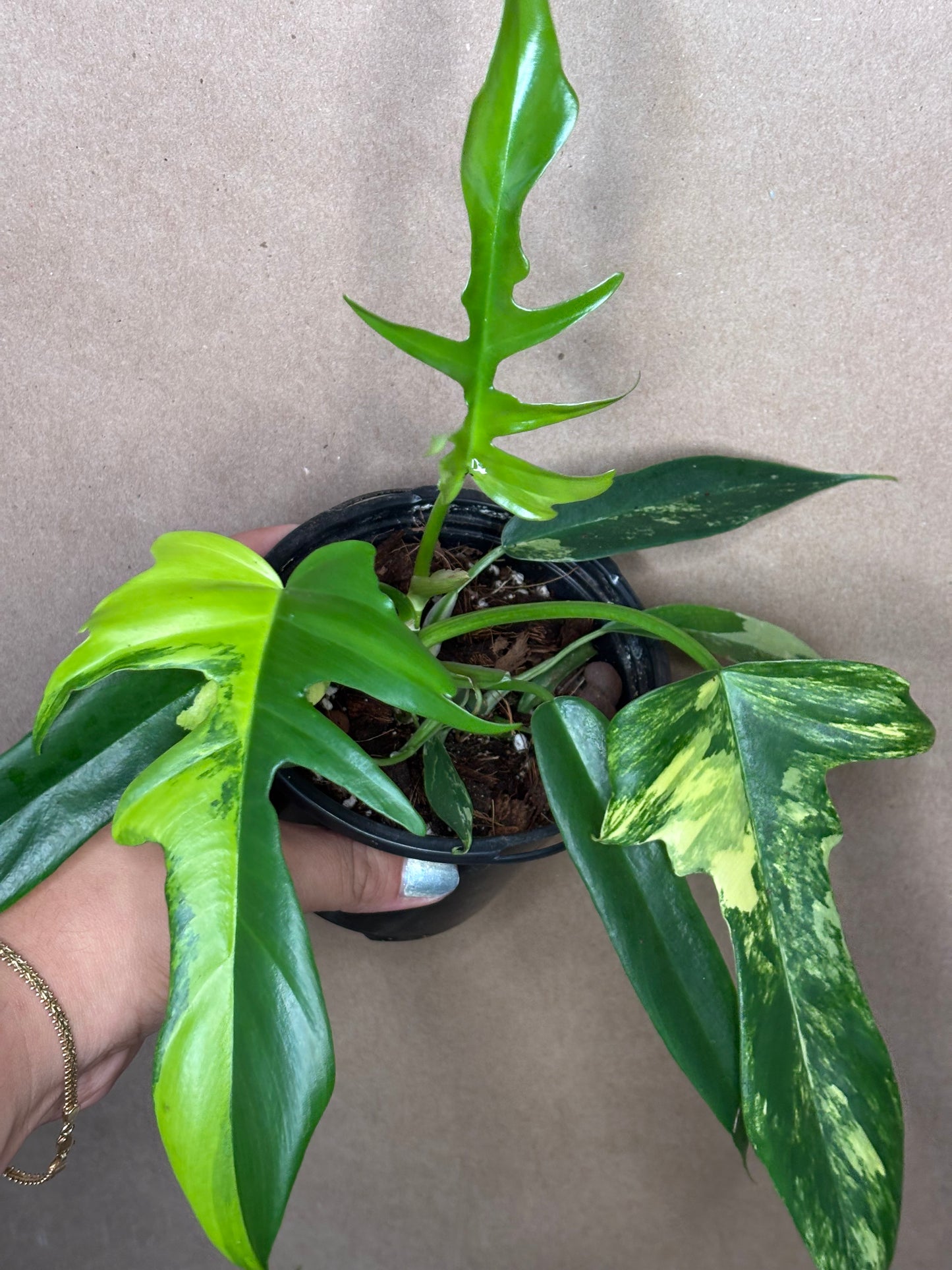 Philodendron ‘Florida Beauty’ x Tortum