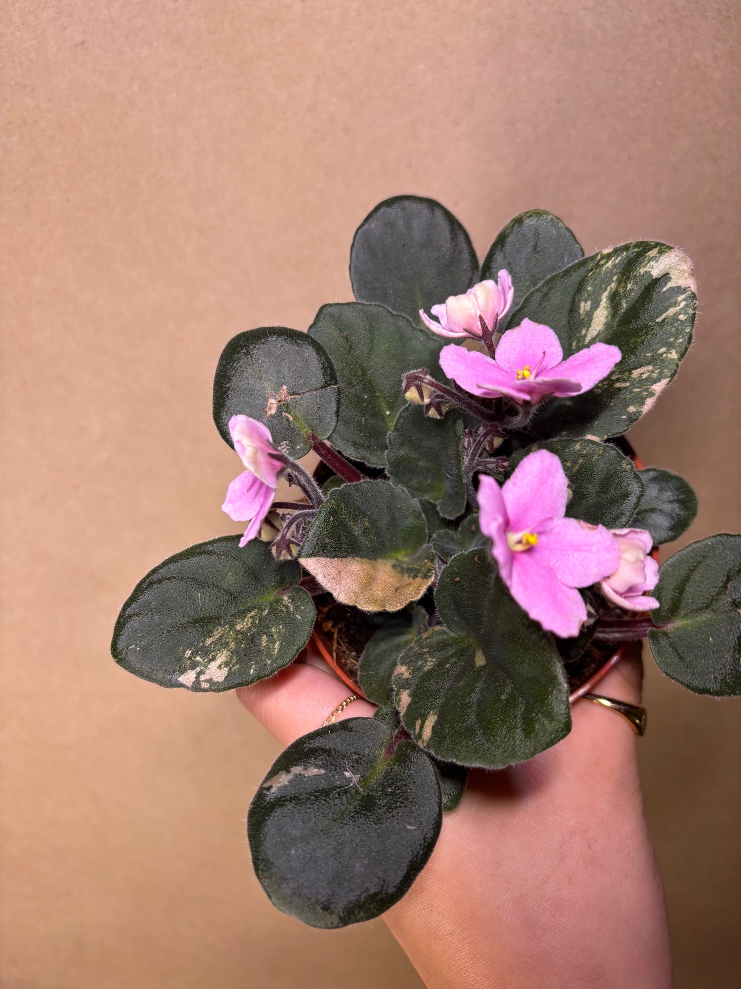 African Violet Pink Majesty