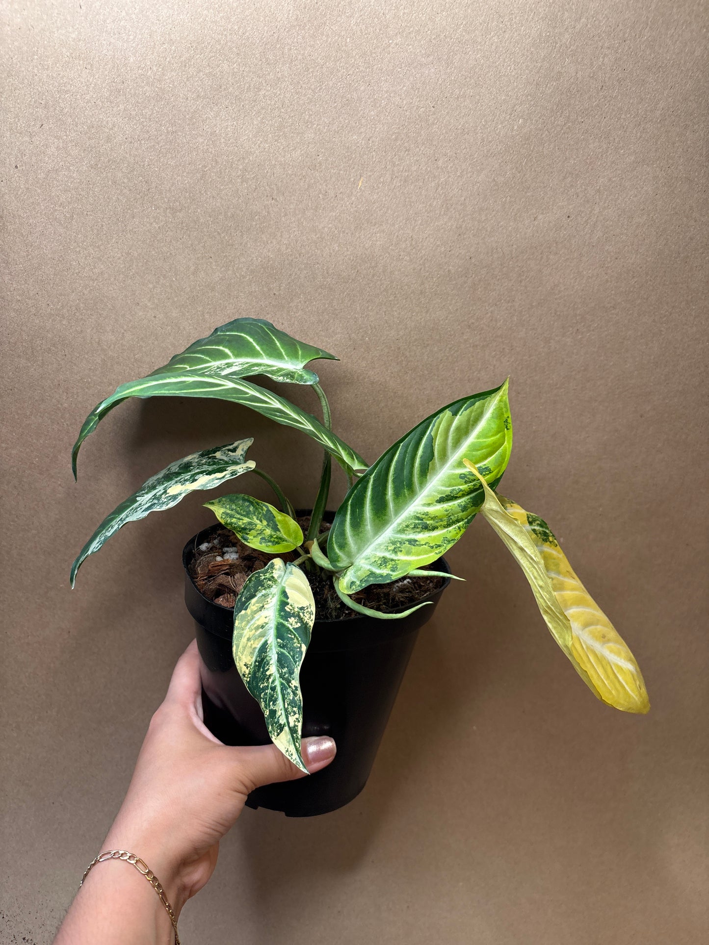 Xanthosoma Lindenii Variegated 6”