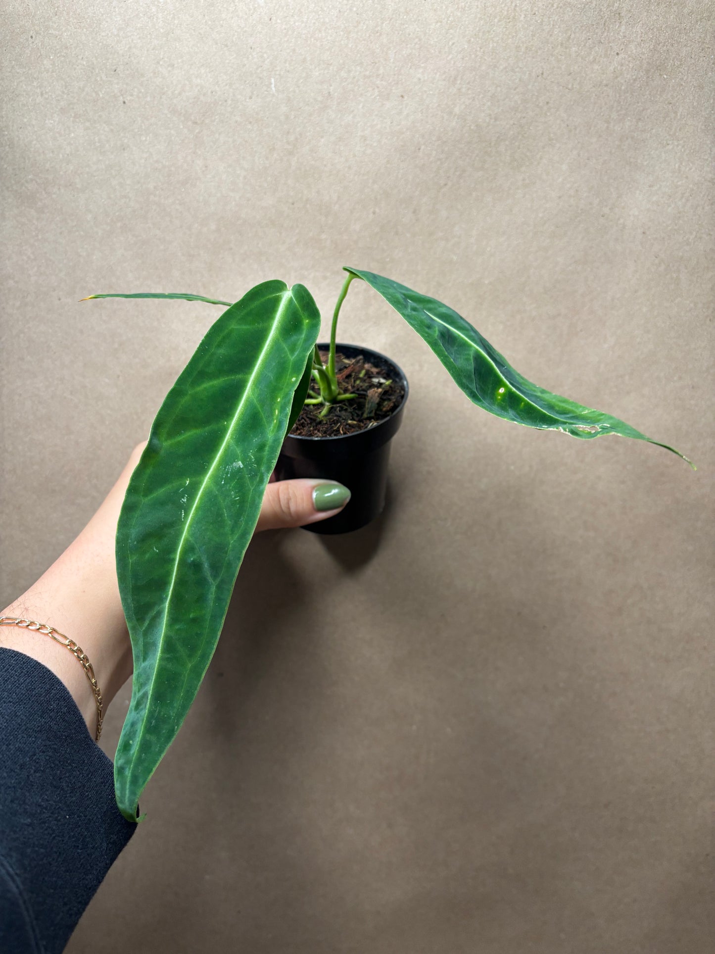 Anthurium warocqueanum 'Dark Queen'