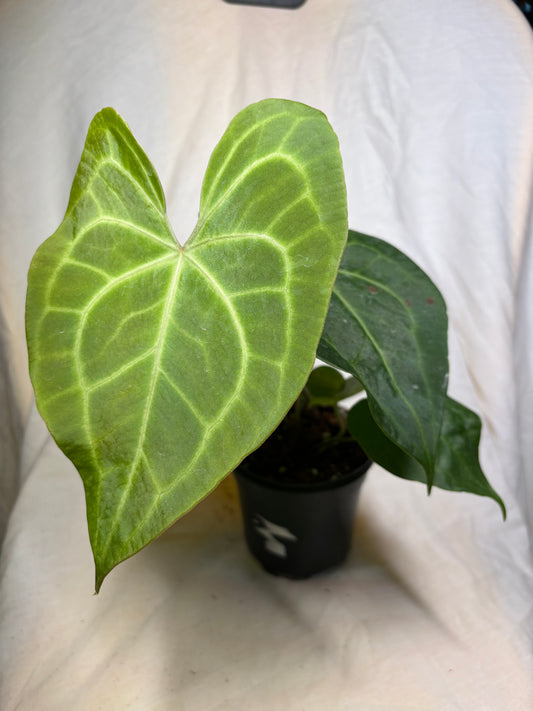 Anthurium Clarinervium Hybrid