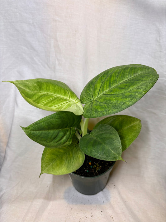 Syngonium Chiapense Frosted Heart