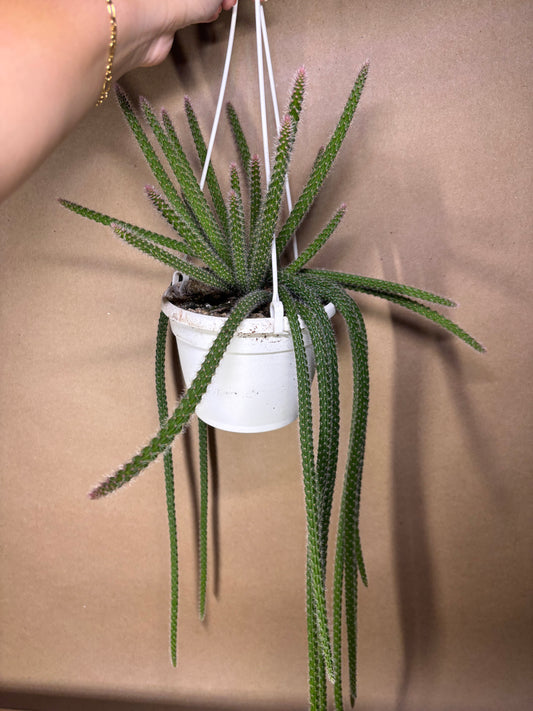 Rat Tail Cactus 6”