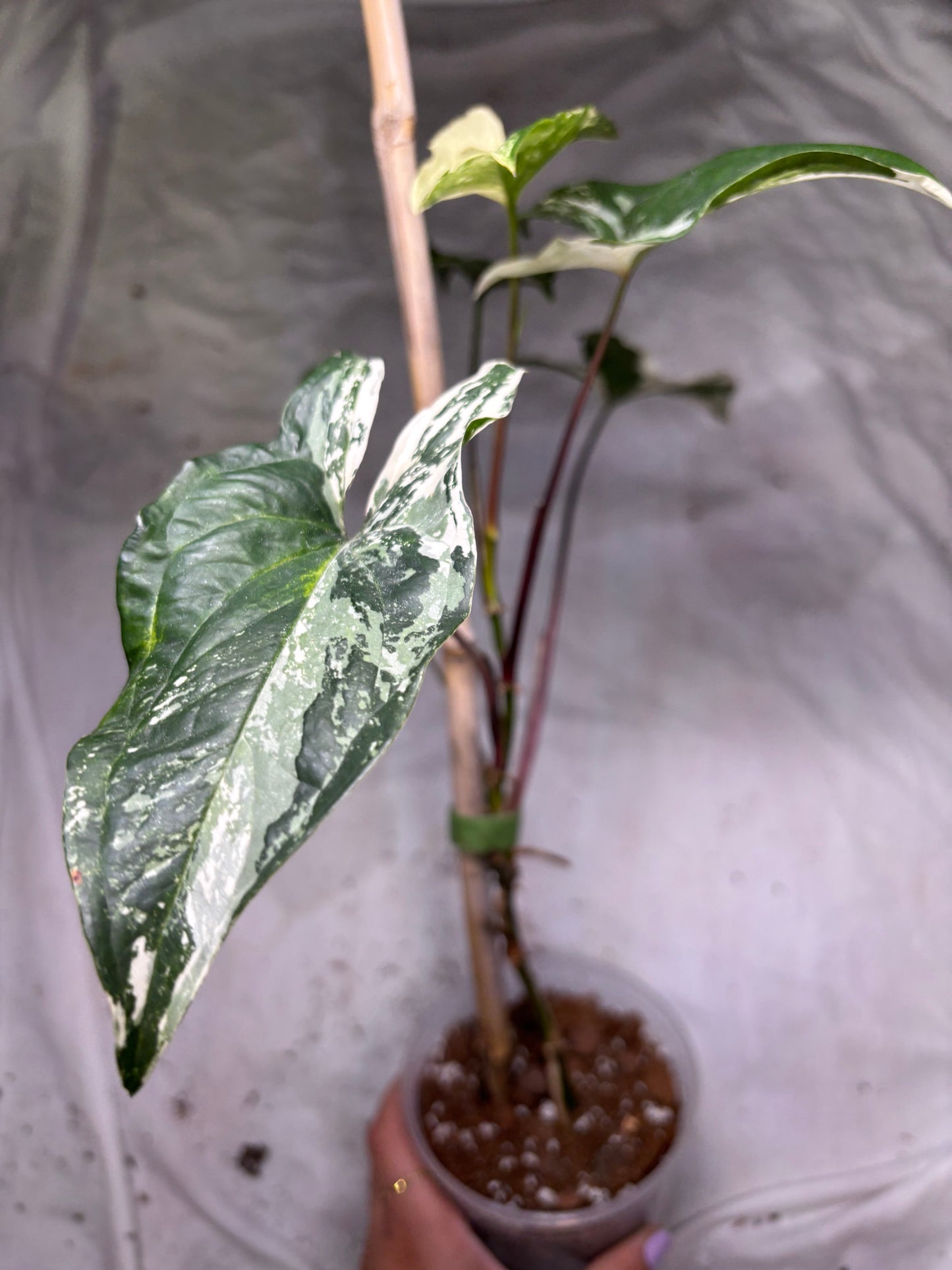 Syngonium Albo
