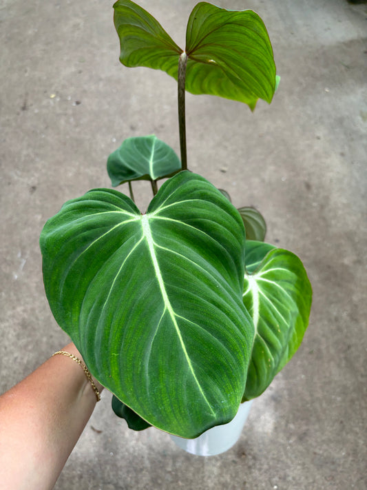 Philodendron Gloriosum