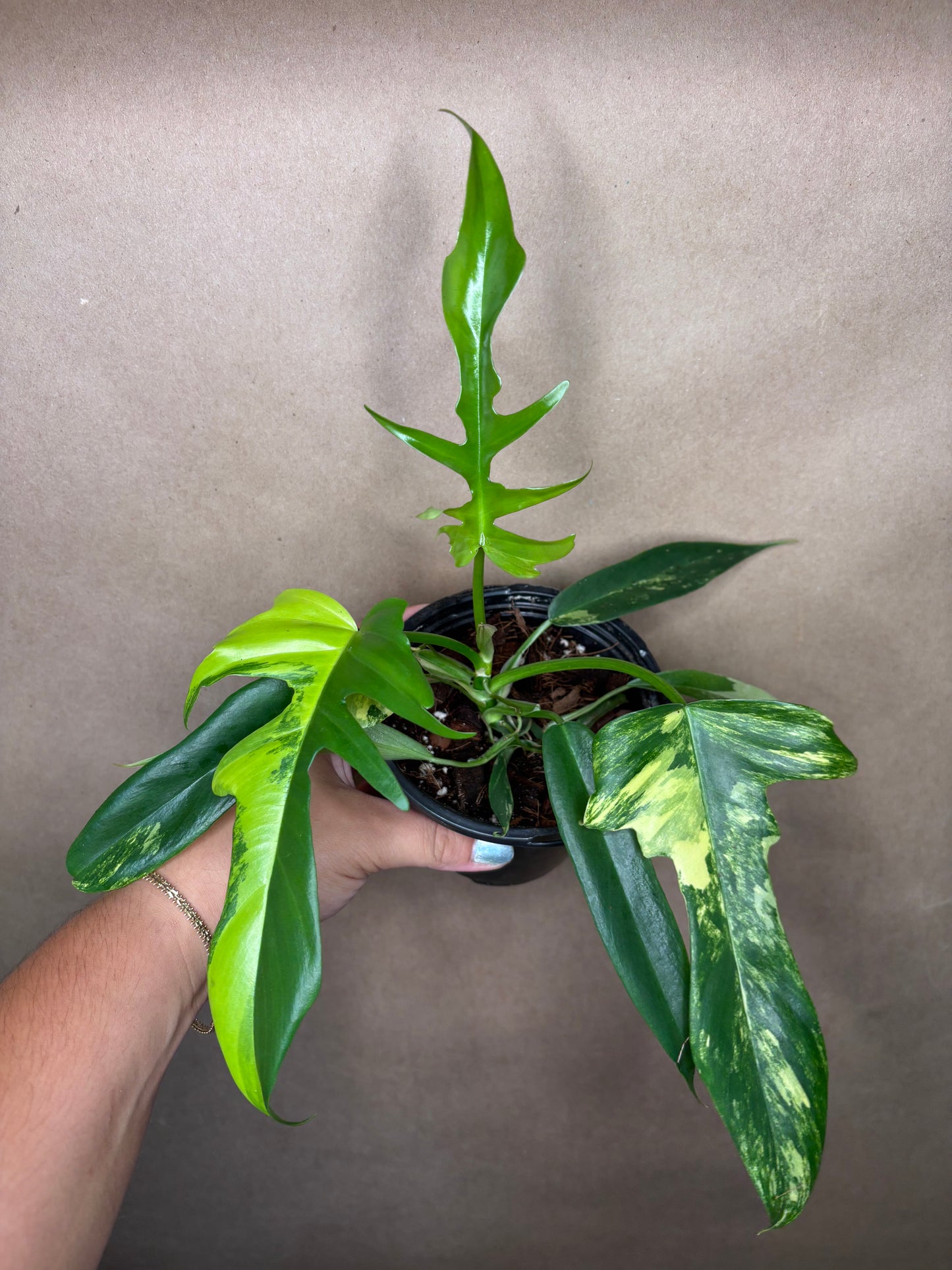 Philodendron ‘Florida Beauty’ x Tortum
