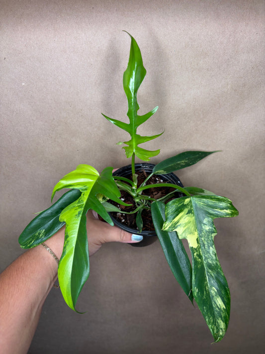 Philodendron ‘Florida Beauty’ x Tortum