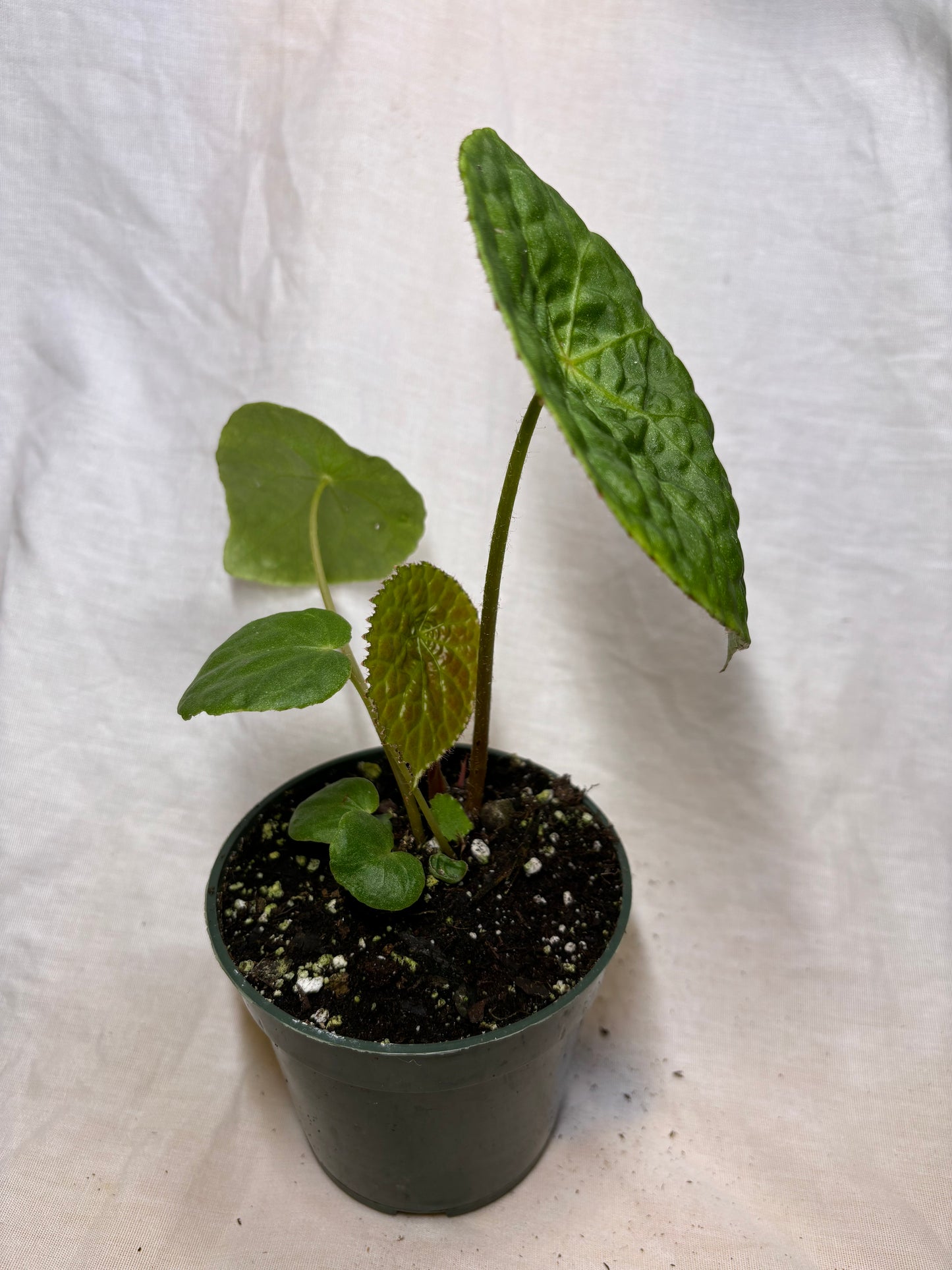 Begonia Natunaensis