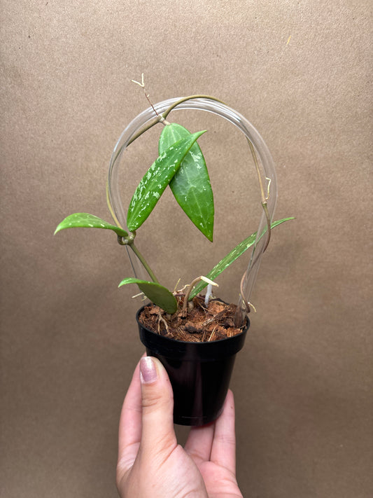 Hoya sp. SR 2007-13 (from Loei Province) 3”
