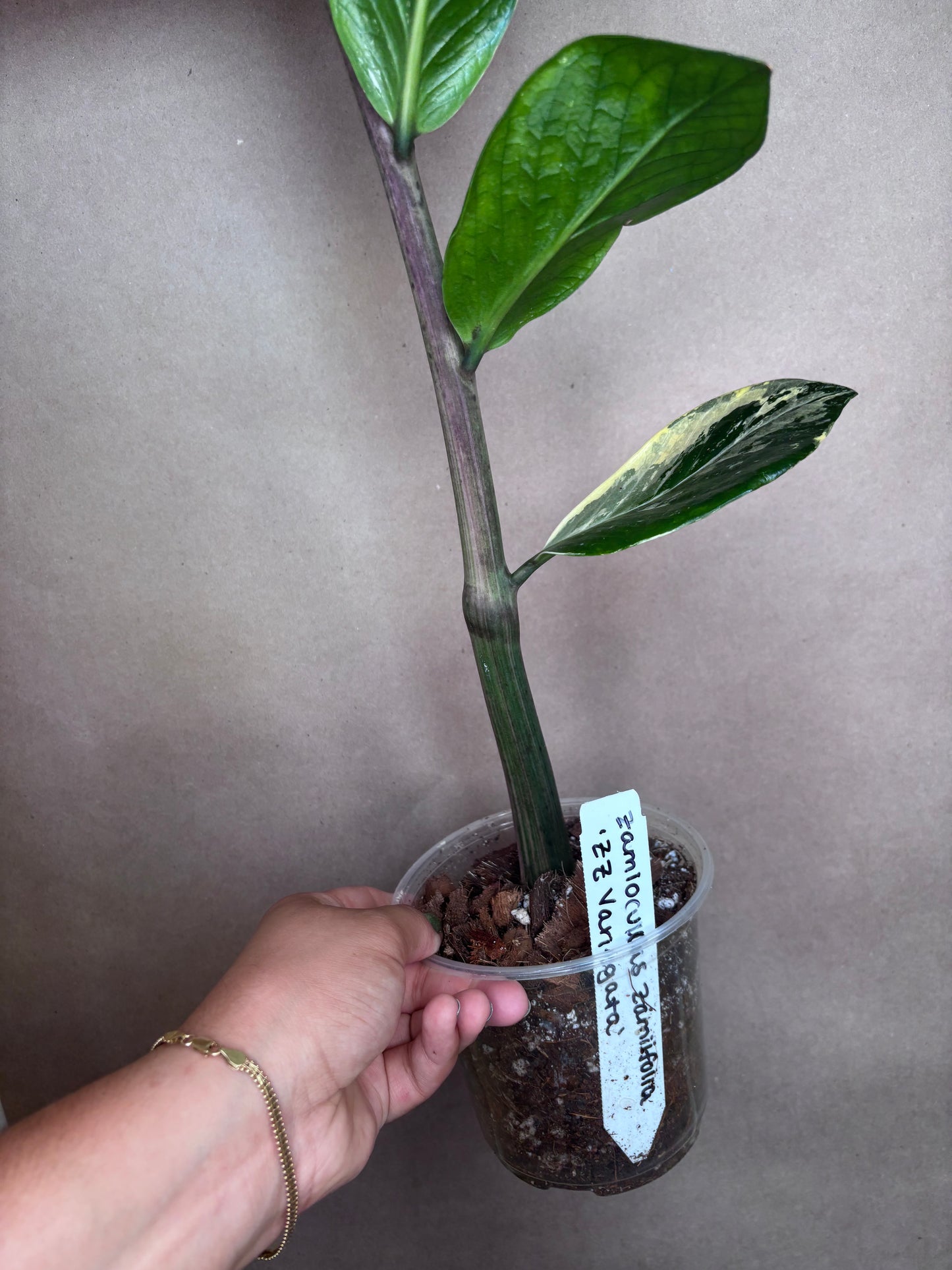 Zamioculcas zamiifolia Variegata