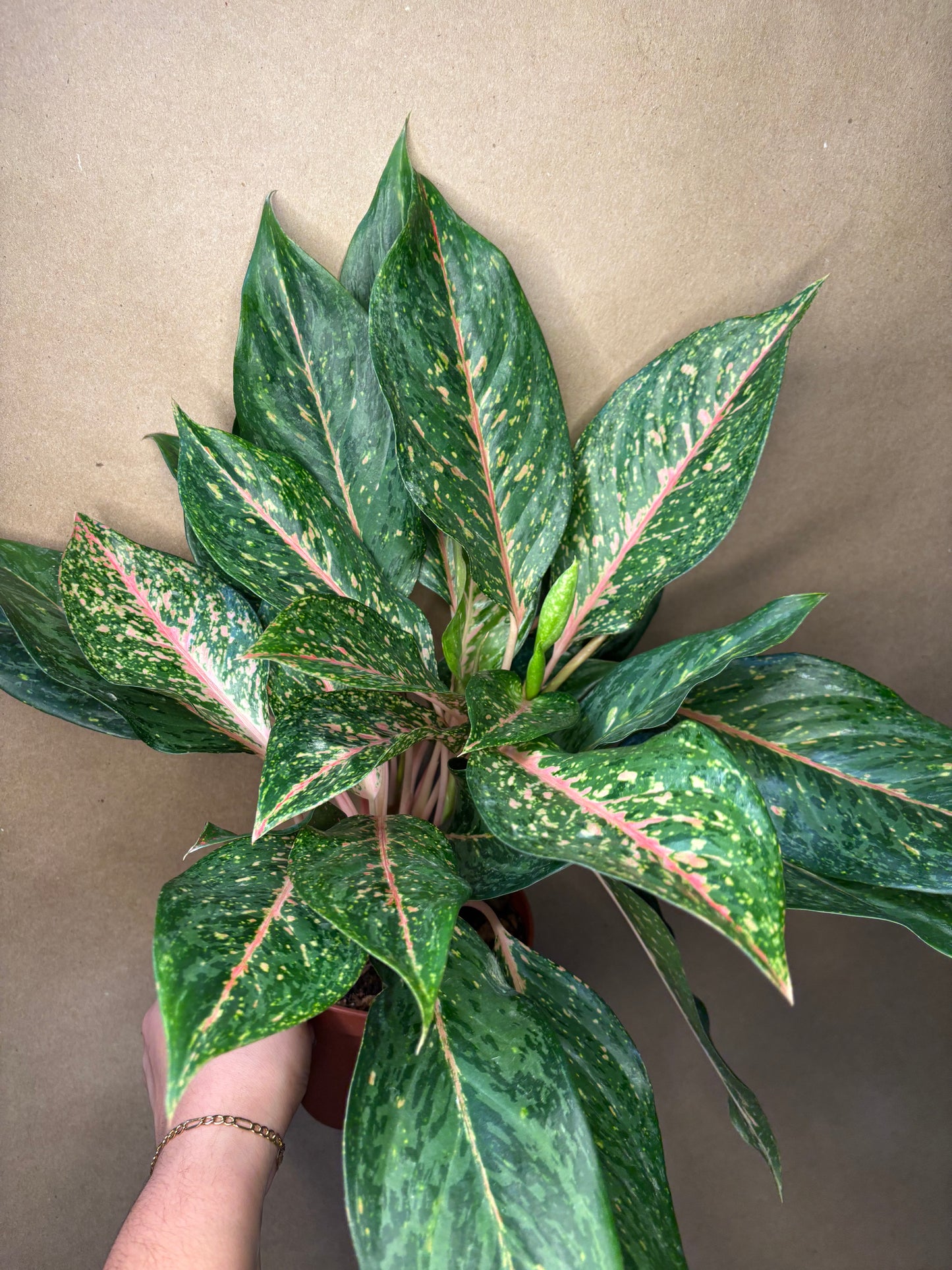 Aglaonema butterfly