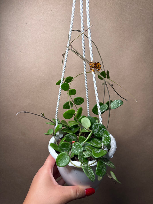 Hoya Mathilde Splash