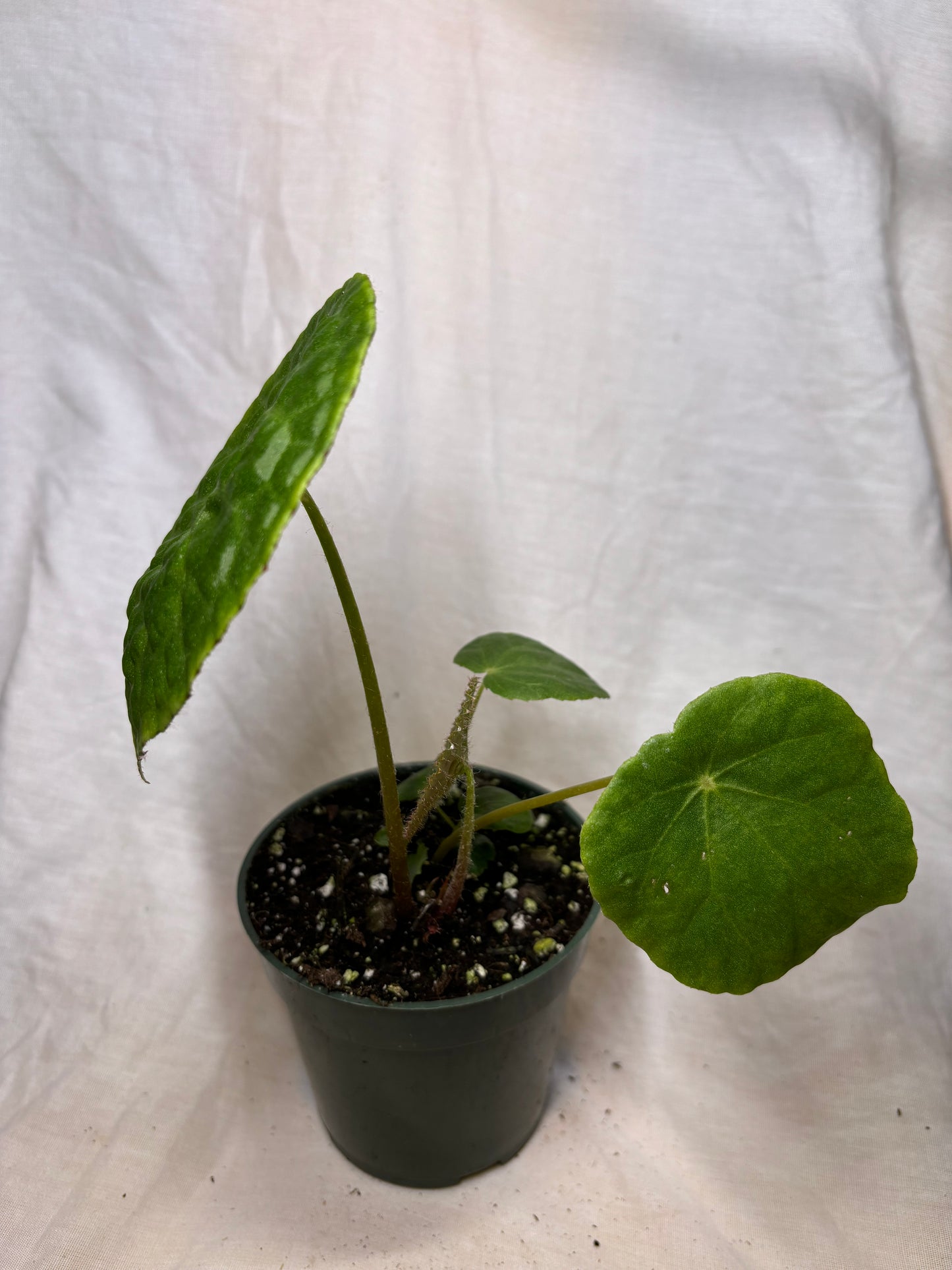 Begonia Natunaensis