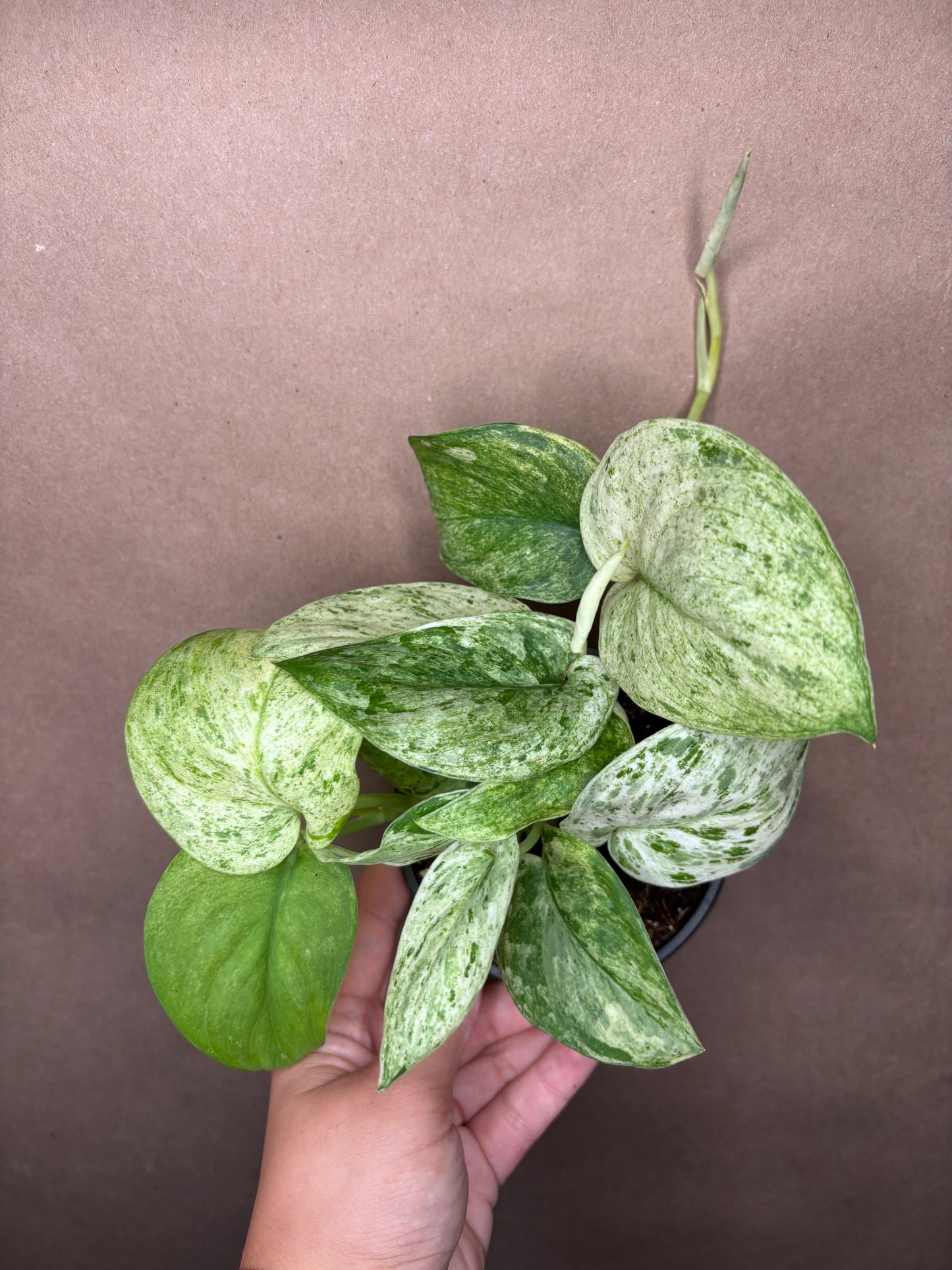 Scindapsus 'Jade Satin' Marble Variegated