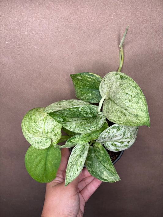 Scindapsus 'Jade Satin' Marble Variegated