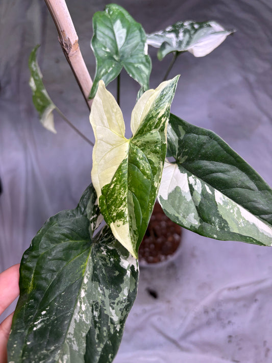 Syngonium Albo