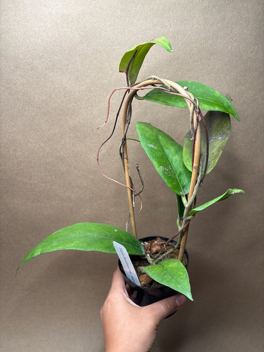 Hoya Fauziana sp. angulata 4” Trellis